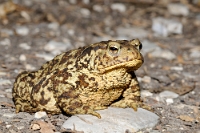 62634 Bufo bufo (Rospo comune)